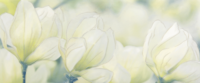 Rapsodia olive decor 01 